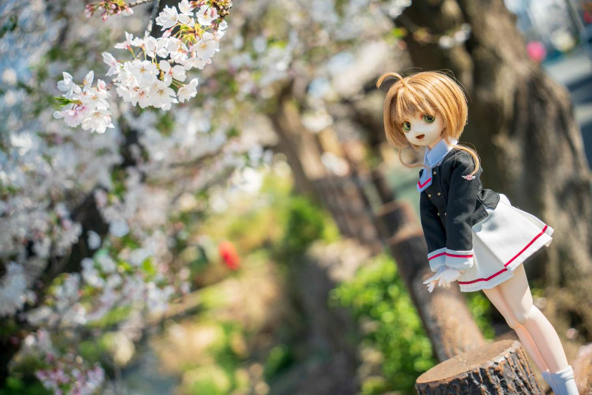 この数年、せっかく咲いてもすぐ
雨風に吹き飛ばされちゃって、まともにお花見出来た記憶がないですぐぬぬ・・・