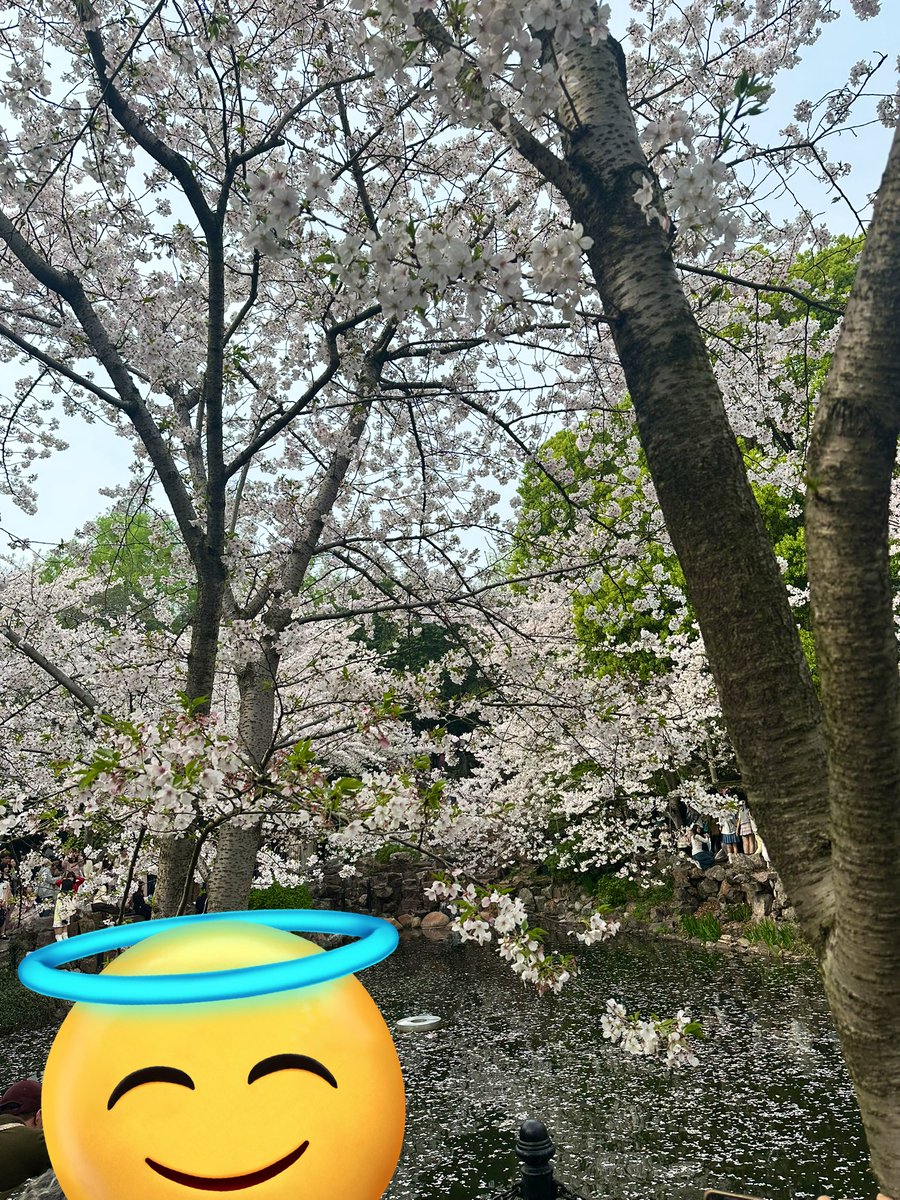 上海经验绿竹 tweet media