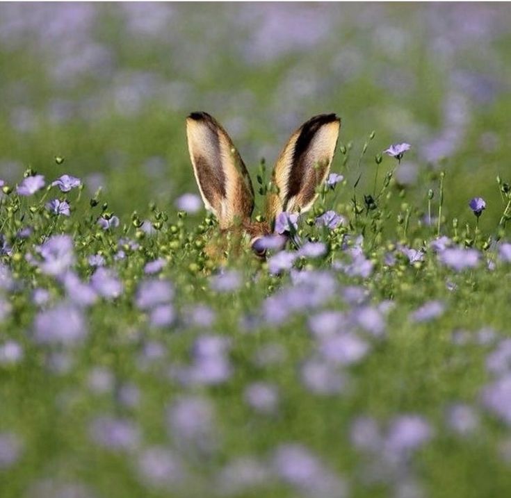 Bohemian girl tweet media