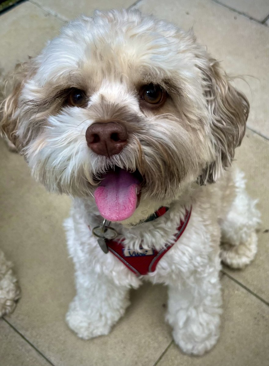 Malcolm & Baby Dog tweet media