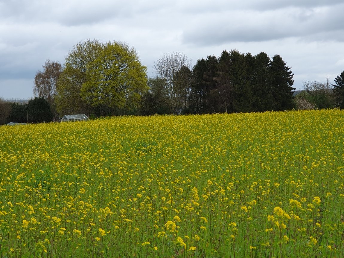 magdalenaerts's tweet image. #vrtweer #Linter 15.00