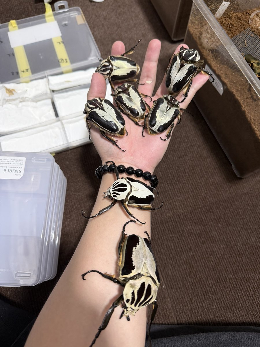 sallyannn531285's tweet photo. 来月には大型オスも羽化予定。
先日羽化した良いサイズのメス、70ミリ超えはできなかったけど後続に期待!
今年はヘラクレス、ホソアカ、カナブン•ハナムグリで盛り上げよう。
血の入れ替えもしっかりして健康的なライン作りを目指します。
#ゴライアスレギウス
#Goliathus https://t.co/TITNBZYq0u