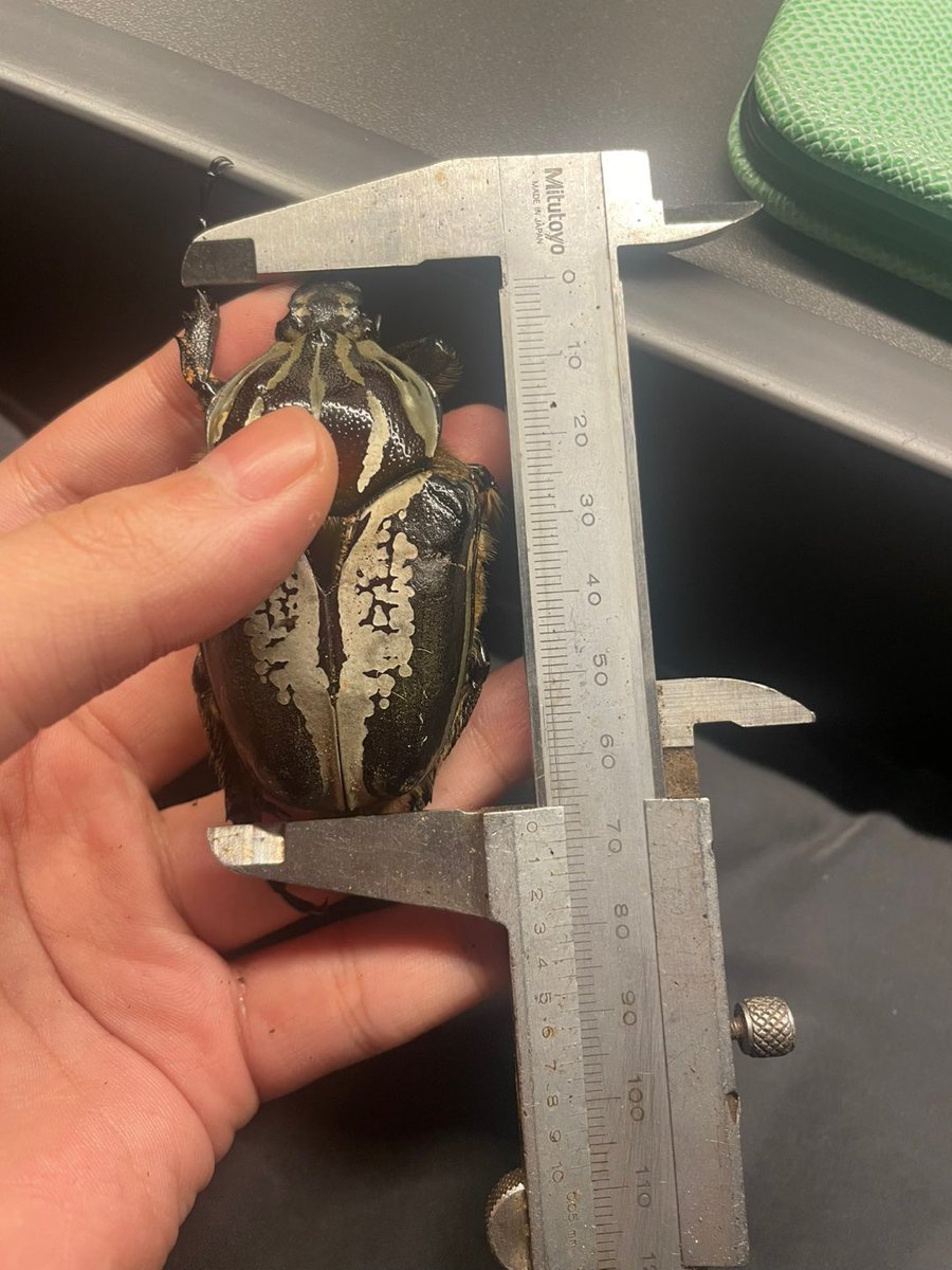 sallyannn531285's tweet photo. 来月には大型オスも羽化予定。
先日羽化した良いサイズのメス、70ミリ超えはできなかったけど後続に期待!
今年はヘラクレス、ホソアカ、カナブン•ハナムグリで盛り上げよう。
血の入れ替えもしっかりして健康的なライン作りを目指します。
#ゴライアスレギウス
#Goliathus https://t.co/TITNBZYq0u