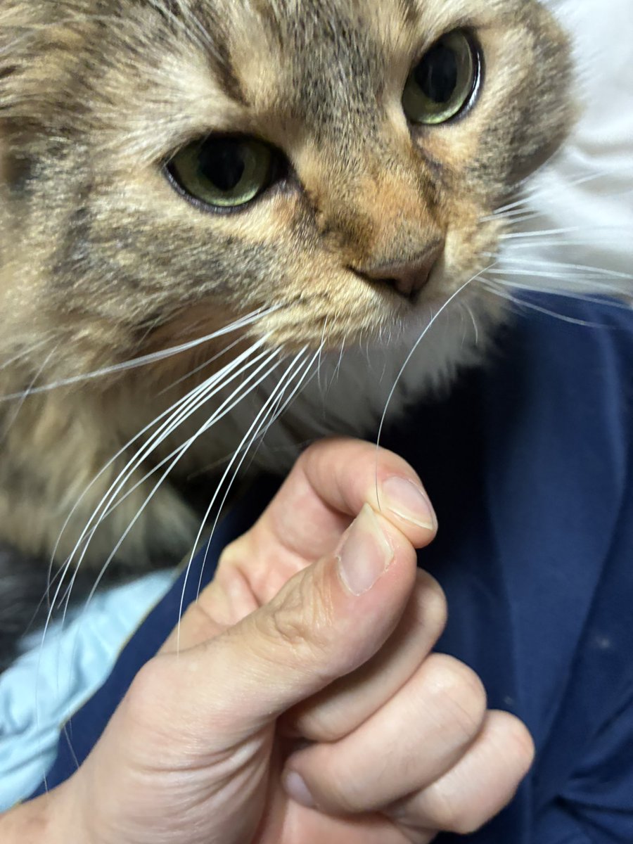 猫のノチェロ tweet media