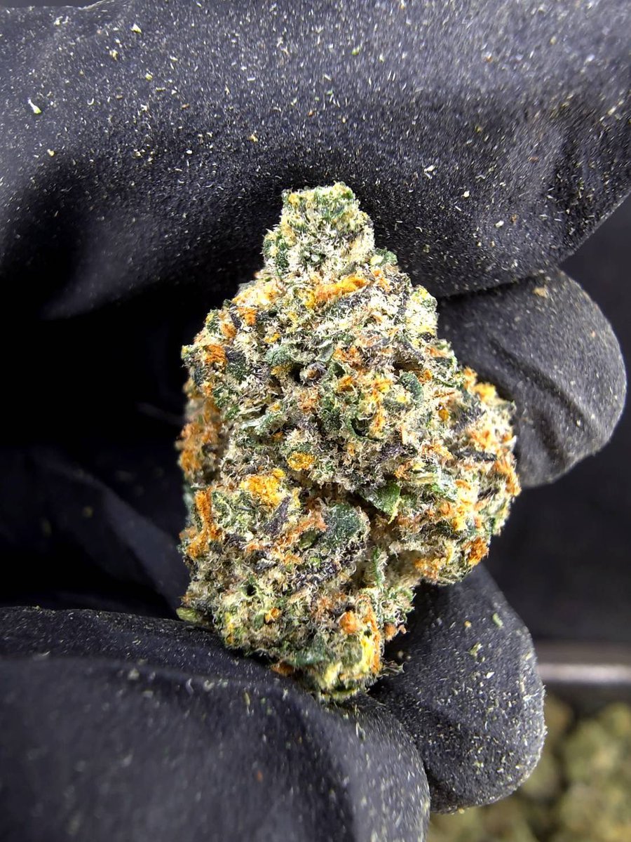 HippieVibe999's tweet photo. Blue Zushi 🍱🫐
Indica 🌙
THC ≈ 27%
Size : Pop
Aroma : 🫐 Berry · 🌿 Herbal · 🍬 Sweet · ⛽ Light Gas
inbox me 💬 👇🏻
➡️ https://t.co/lCmrEBHqs5
#กัญชา #weed #กัญชากรุงเทพ #OG #สายเขียว #cannabis #กัญชาส่งGrab https://t.co/k7yC3jMLO2