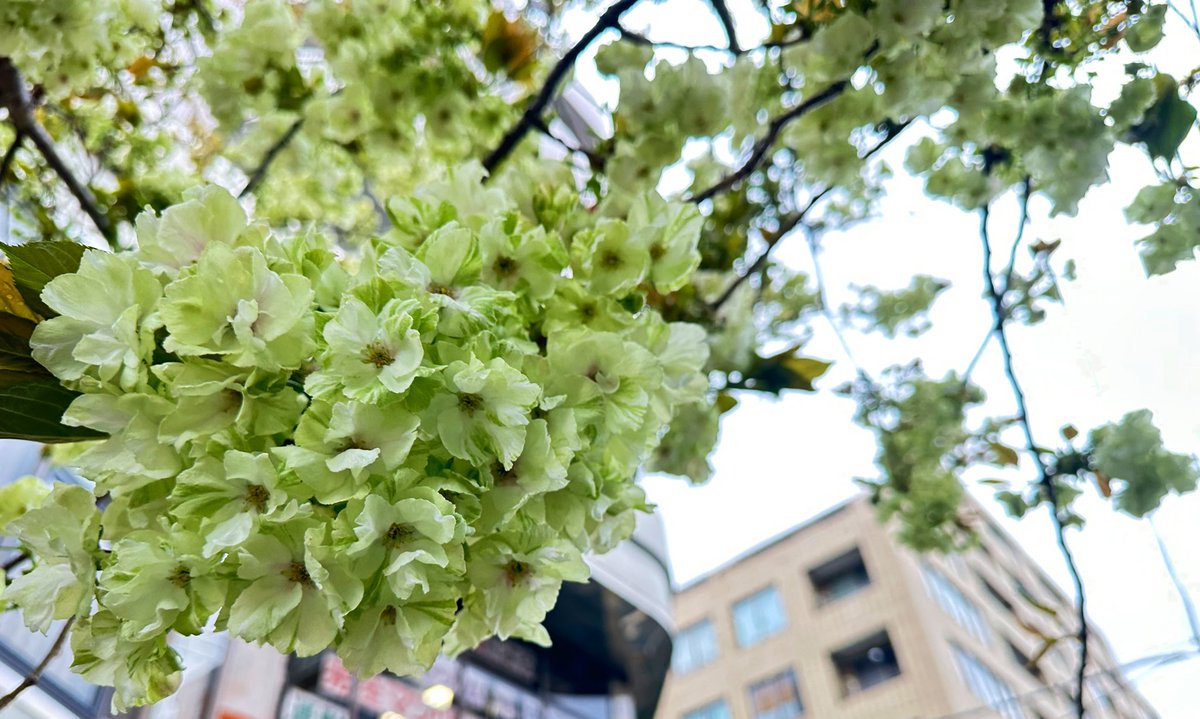 Trill(とりる)♂ tweet media