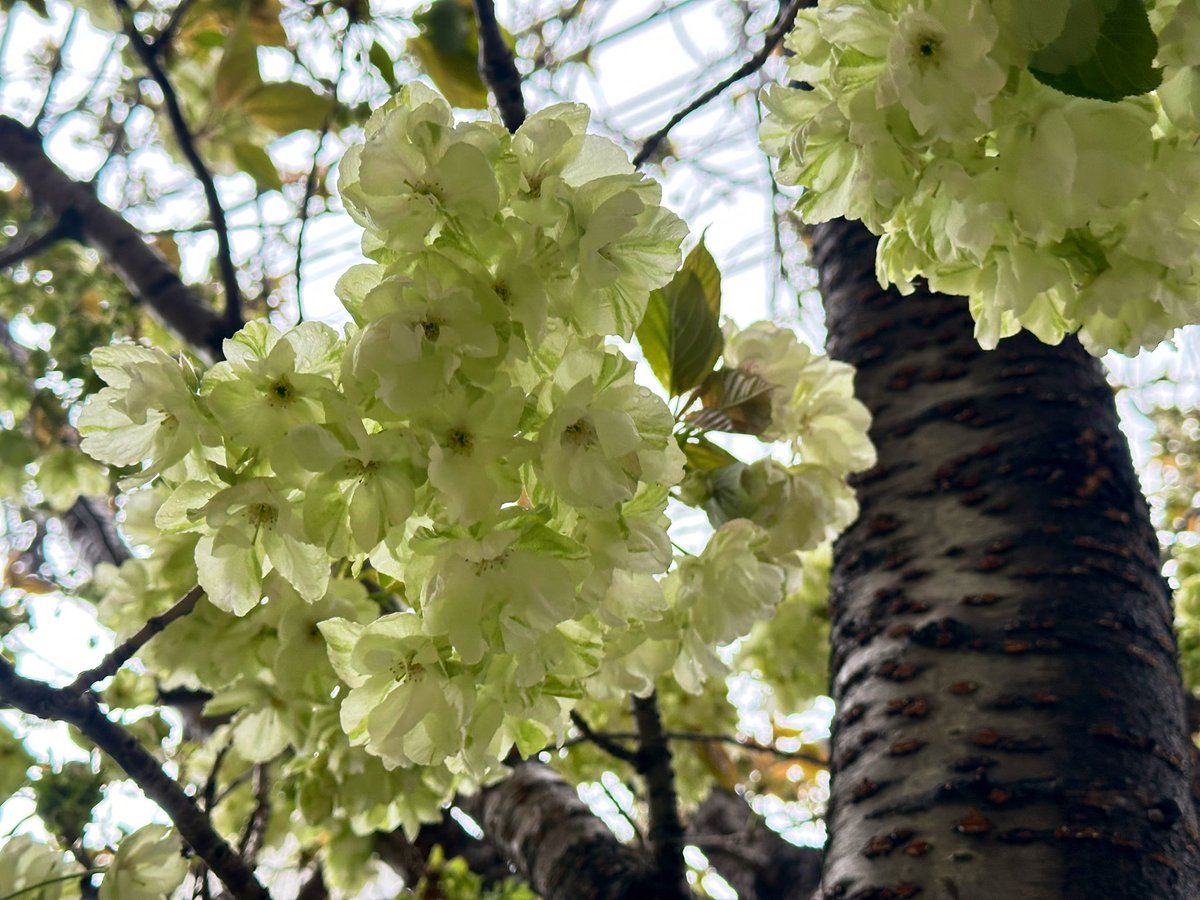 Trill(とりる)♂ tweet media