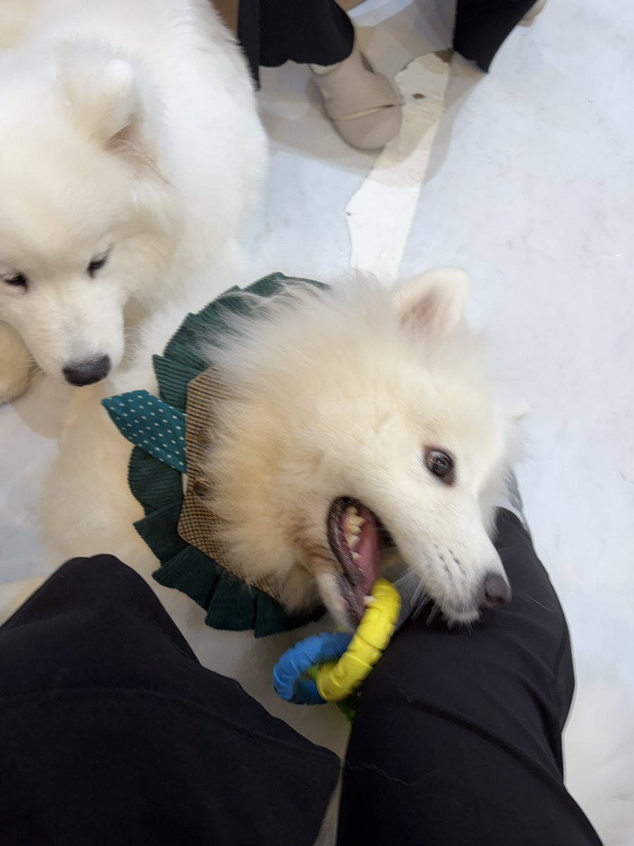 (.ﾟωﾟo｢心実｣o tweet media