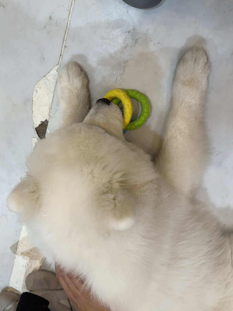 (.ﾟωﾟo｢心実｣o tweet media