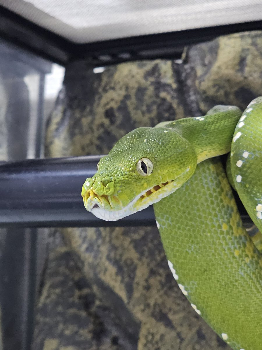 Morelia Lab tweet media