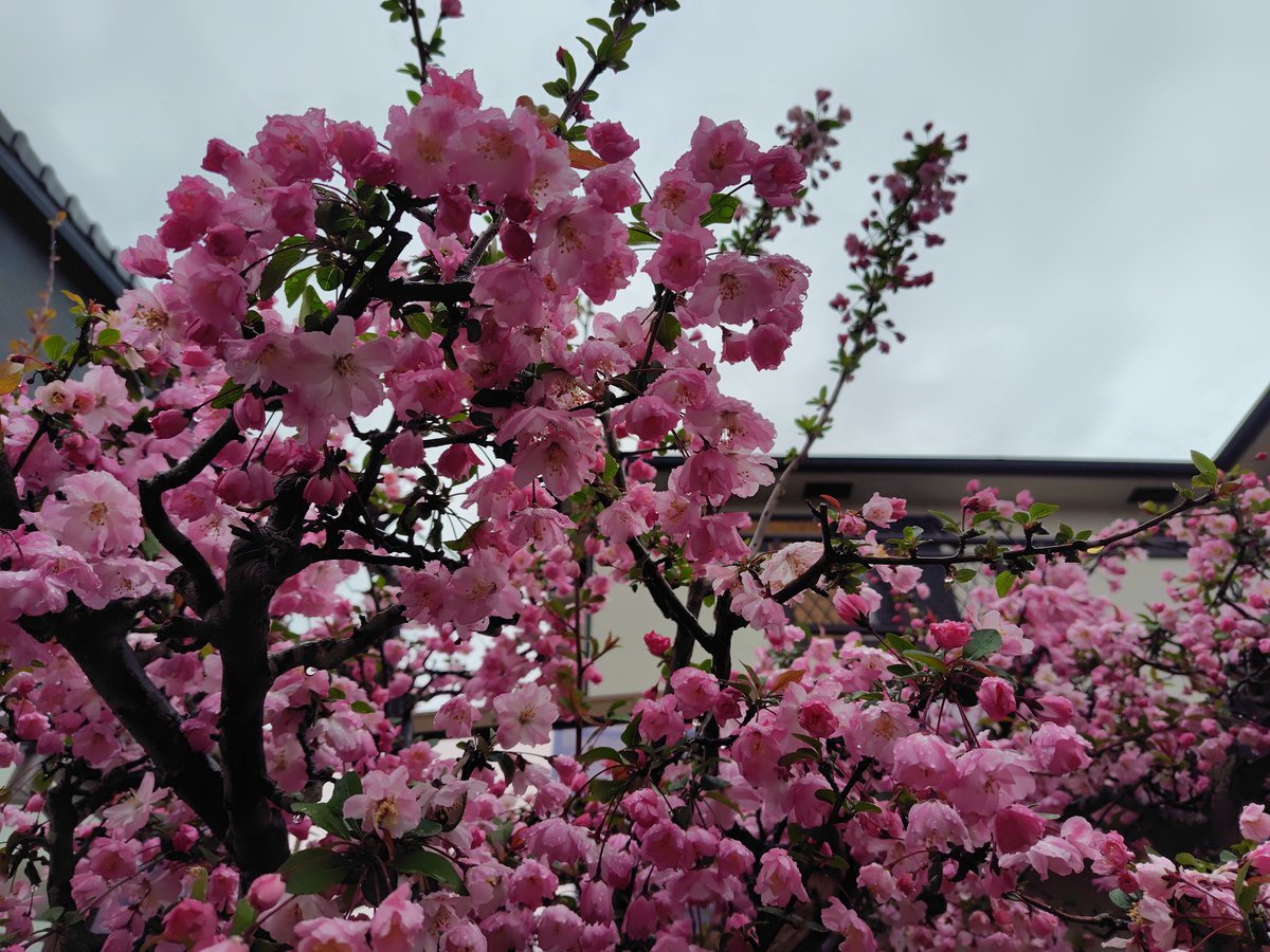 joy222115's tweet photo. わんだほう！
我が家のカイドウも満開です🌸
桜＝おっさんずラブ

また2人に会いたいなぁ～

#おっさんずラブ416話
#おっさんずラブ
#天空不動産 https://t.co/gc19FyJWYr
