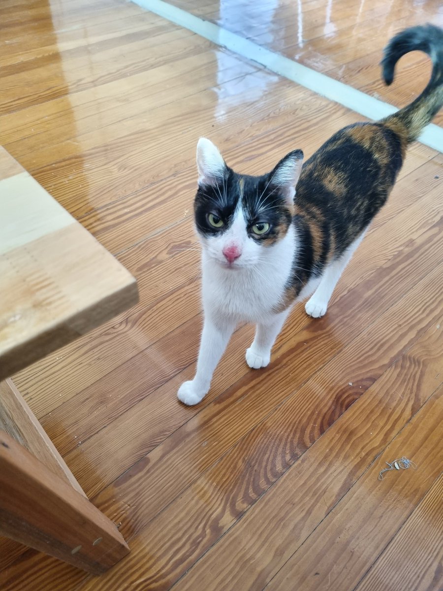 Eugenia Mitchelstein tweet media