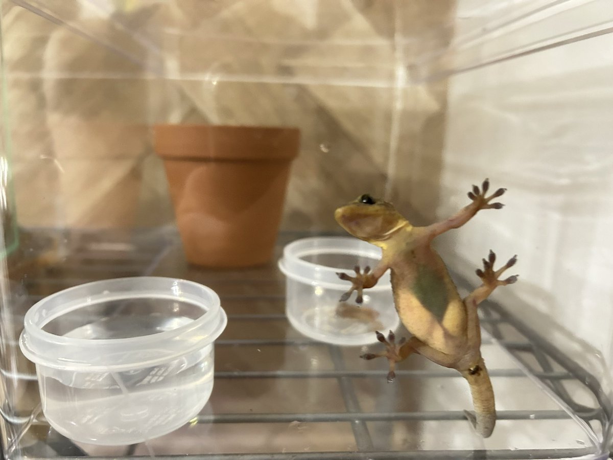 ミンミン tweet media