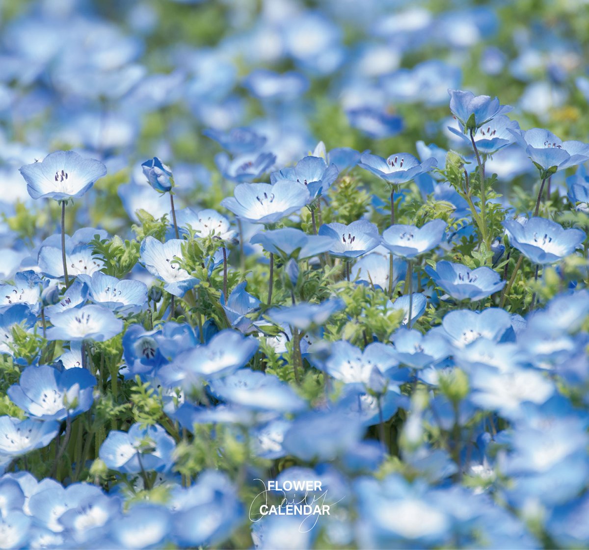 ネモフィラ｜花の日めくり

花言葉「どこでも成功」

北米原産の一年草で、春から初夏に青い花を咲かせます。
ムラサキ科ネモフィラ属の総称で、和名は「ルリカラクサ（瑠璃唐草）」、英名は「赤ちゃんの青い瞳」。
どんな場所でも根付いて、広がる花畑は圧巻です。