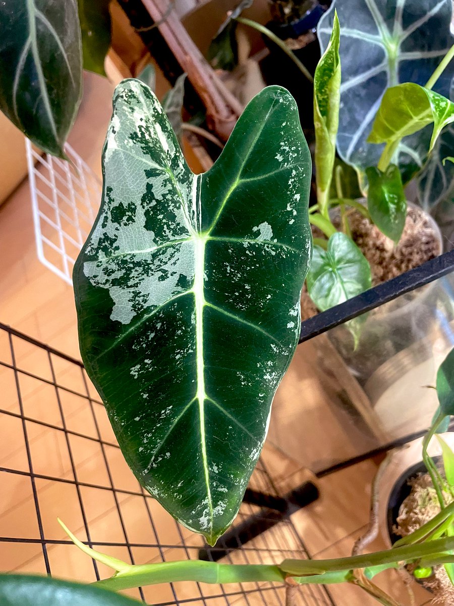 ふかひ tweet media