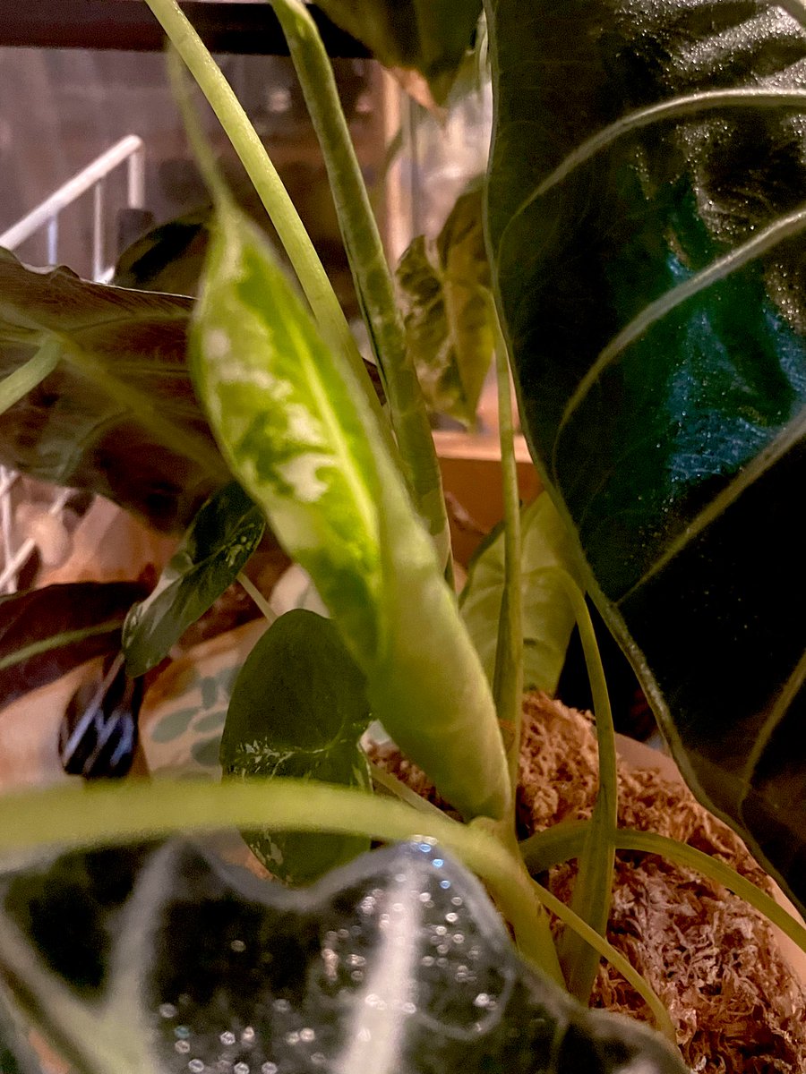 ふかひ tweet media