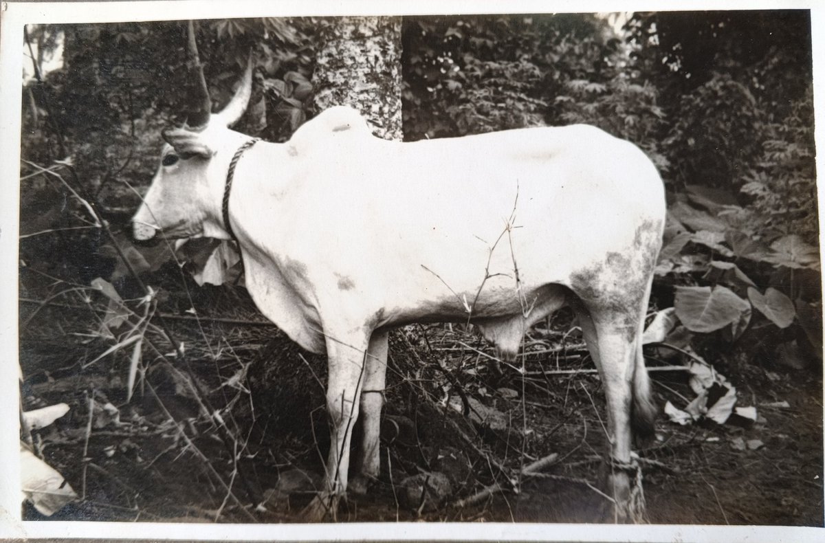 NNANYELUGO 🦅🇦🇫🇦🇫 🇦🇫 tweet media