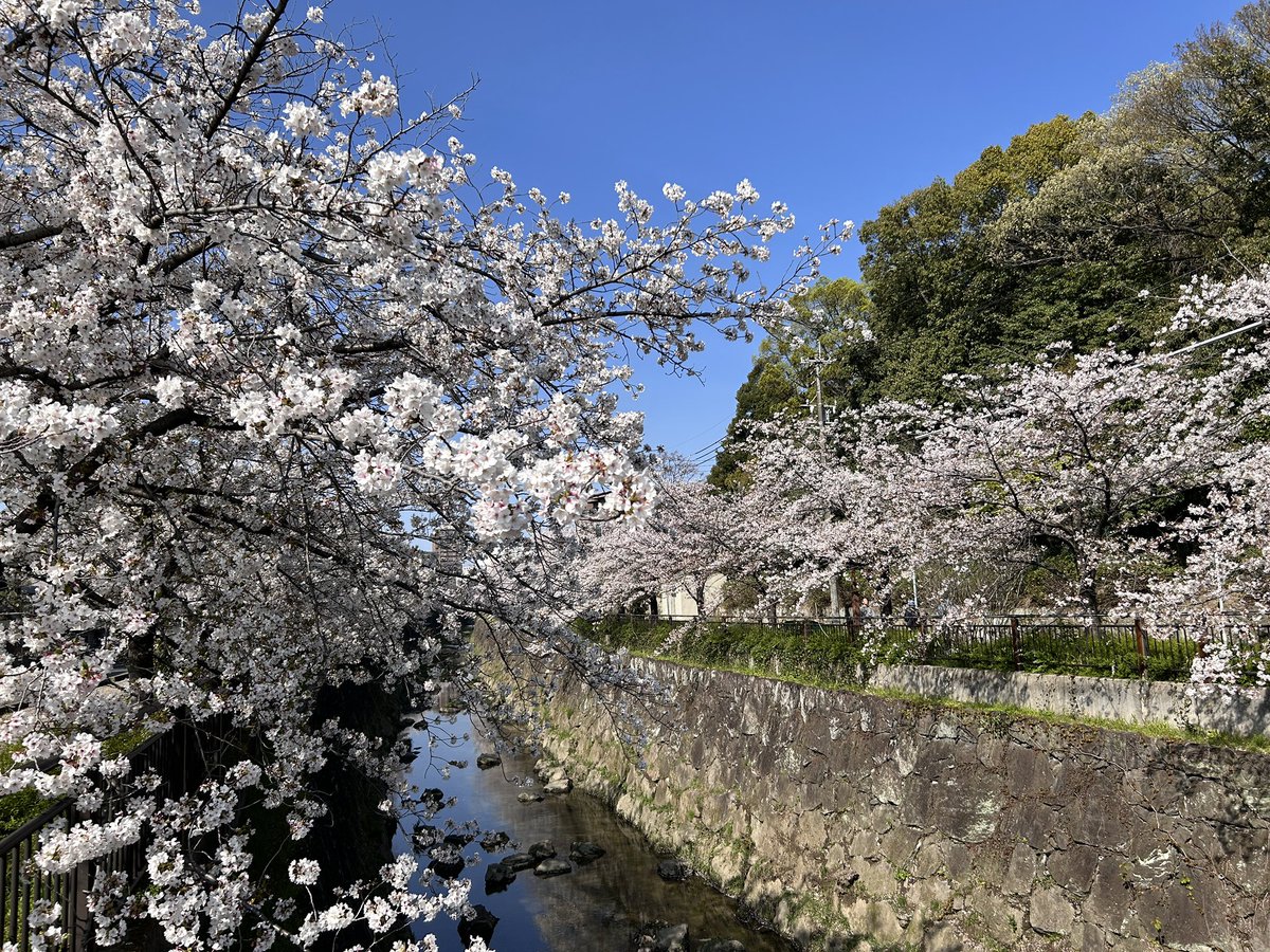 manomanokuma's tweet photo. 今年の、山崎川の桜🌸 https://t.co/S8s0DEAW0c