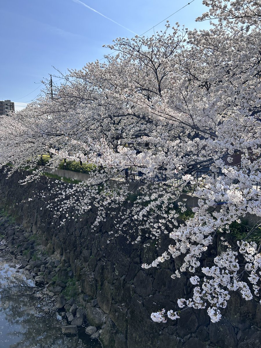 manomanokuma's tweet photo. 今年の、山崎川の桜🌸 https://t.co/S8s0DEAW0c