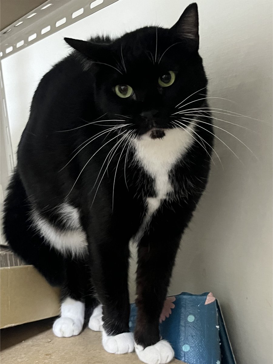 look_c_a_t tweet media