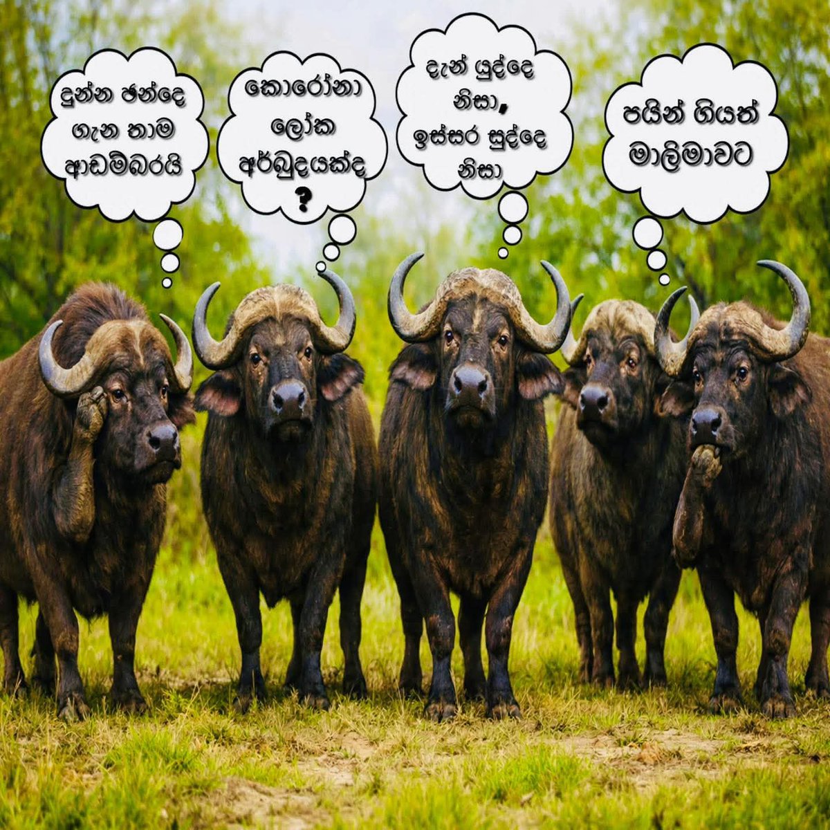 Chamara de Silva tweet media