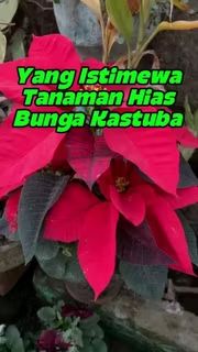 Bukit Farming tweet media