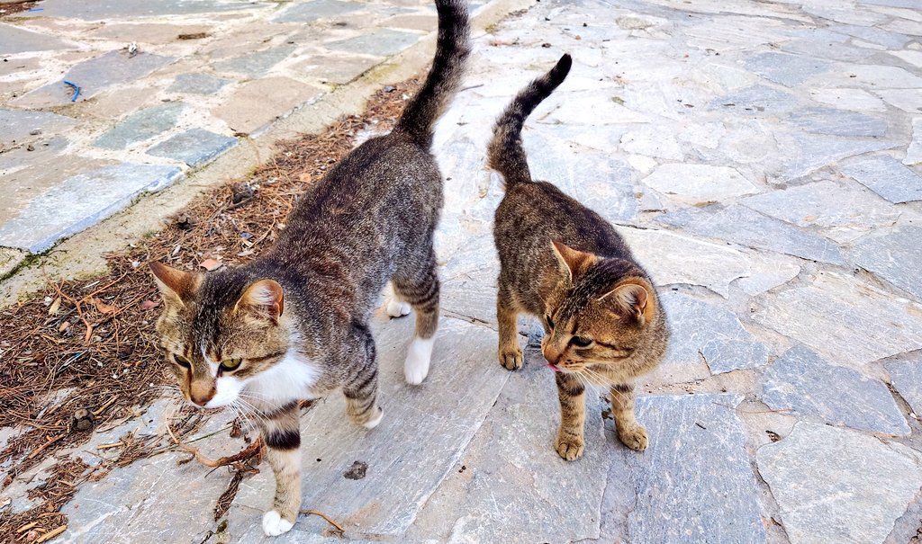 ふたば tweet media