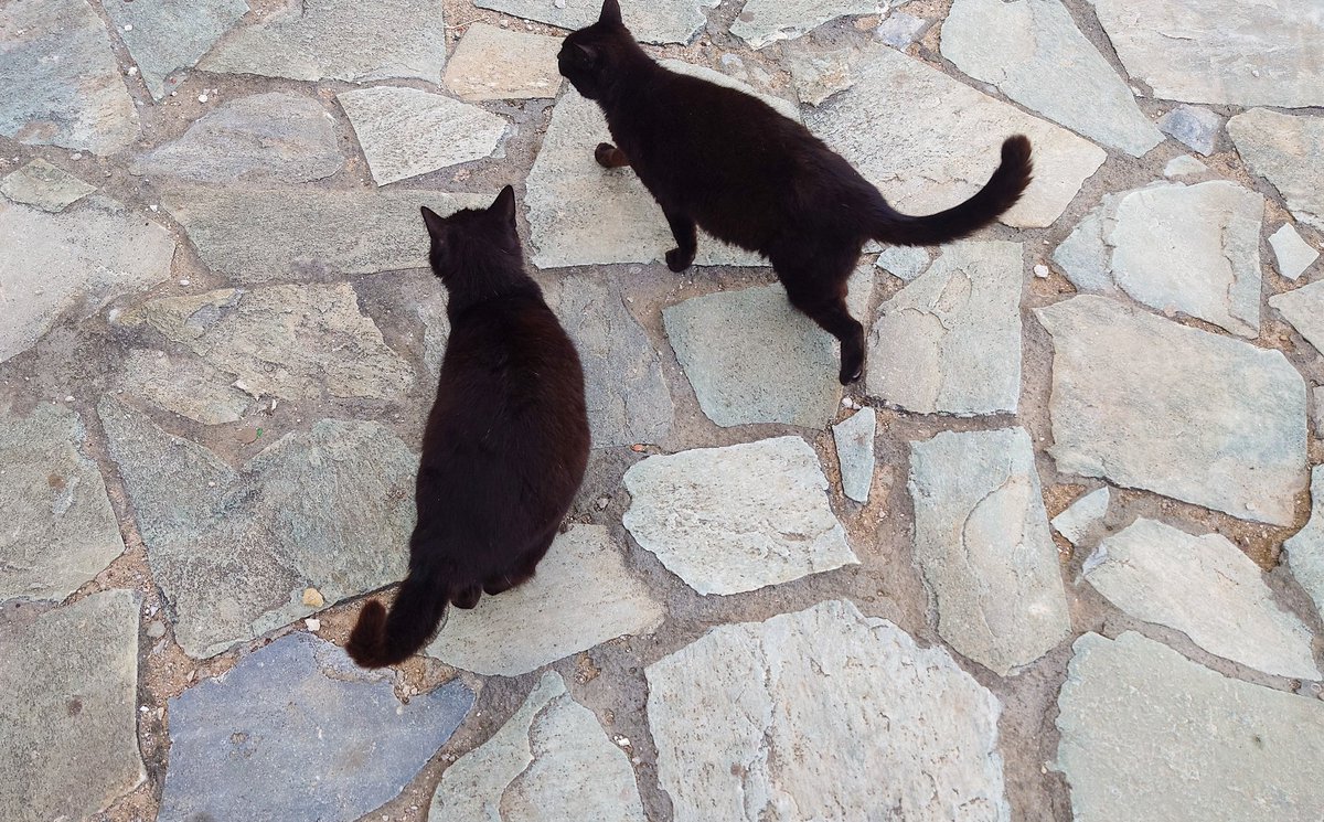 ふたば tweet media