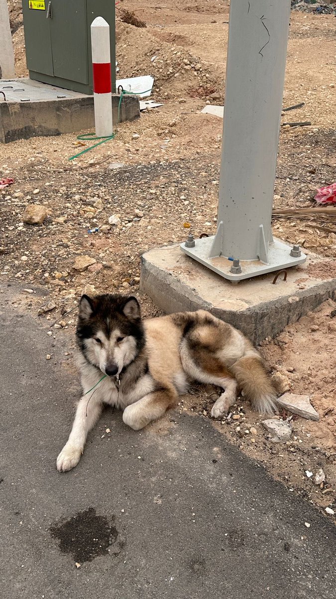 faiza abdulla tweet media