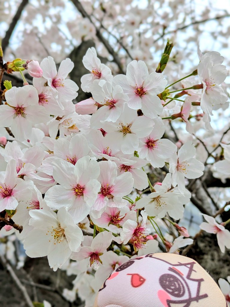 たうたう tweet media