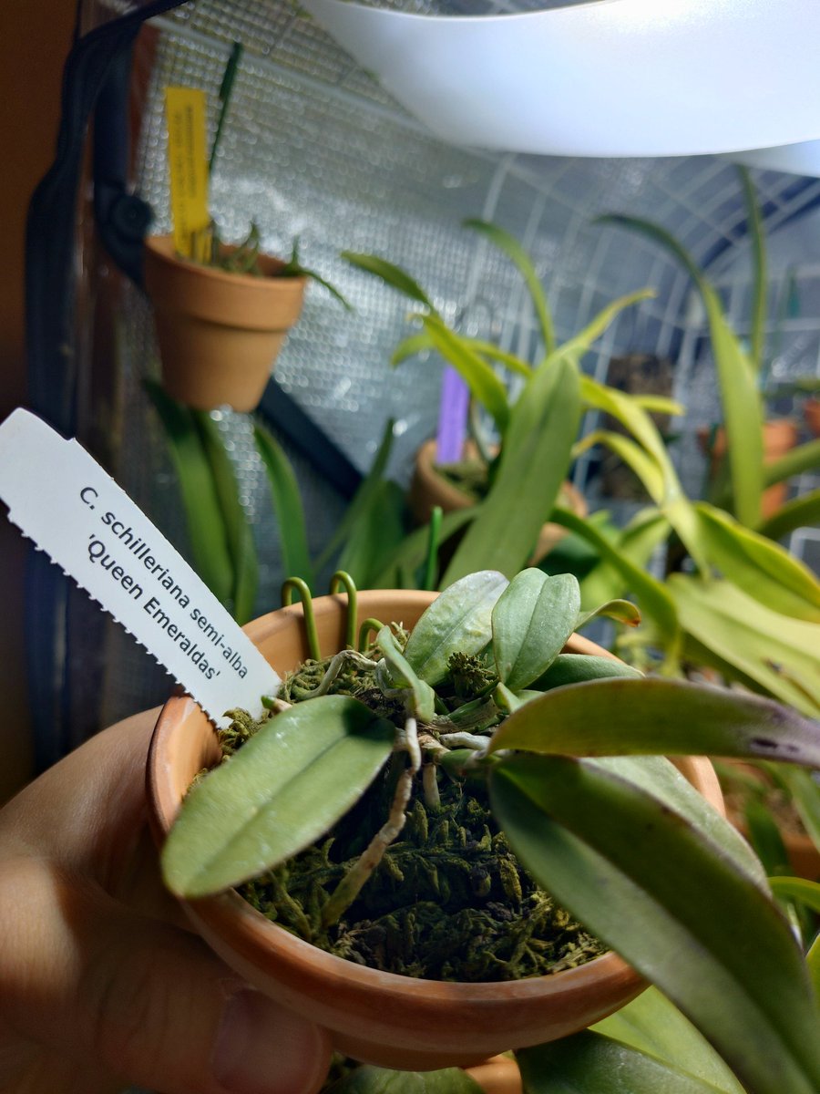 ふぇむと tweet media