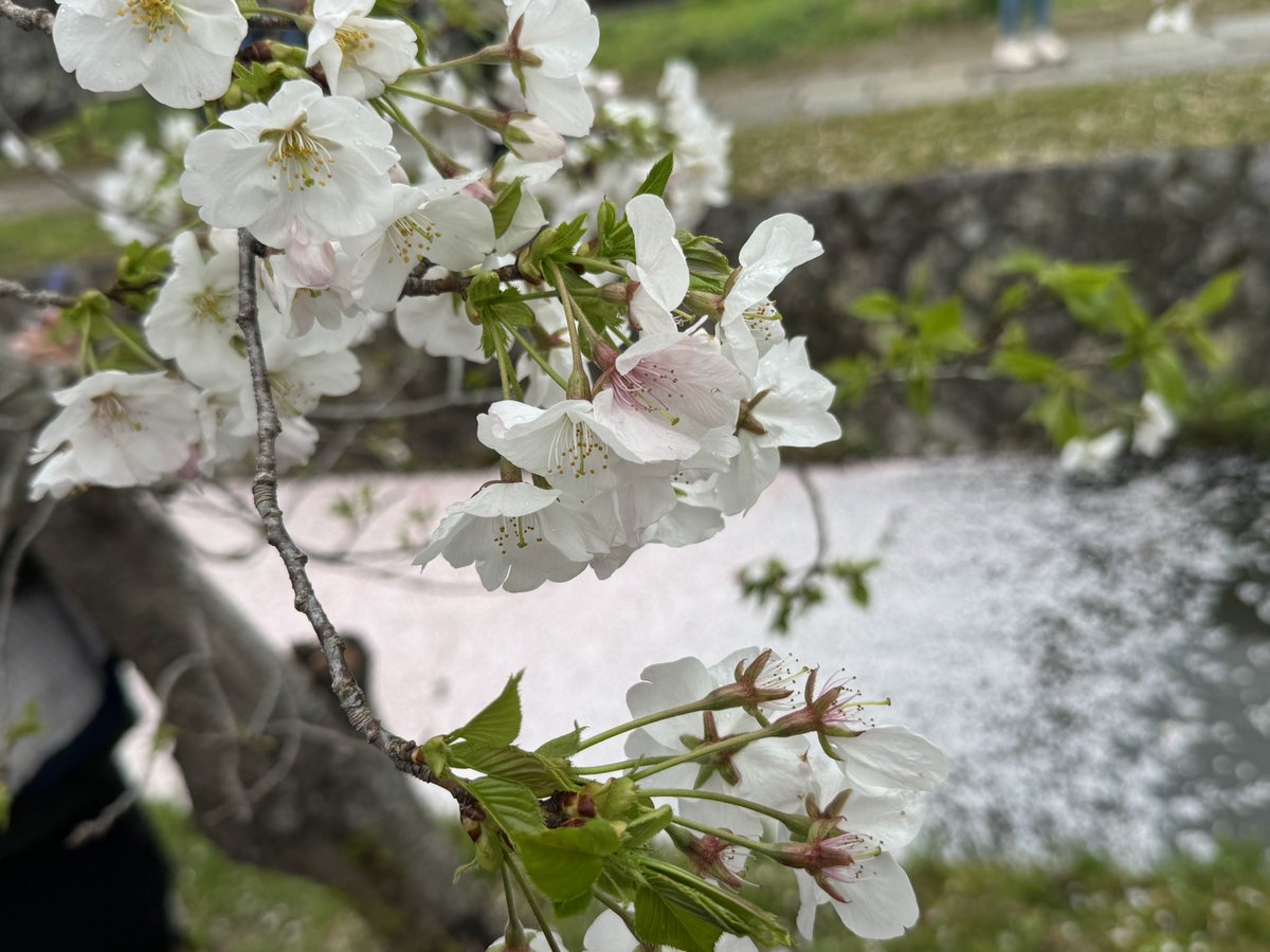 古代かわうそ❖めるた❖ 槍鯖 tweet media