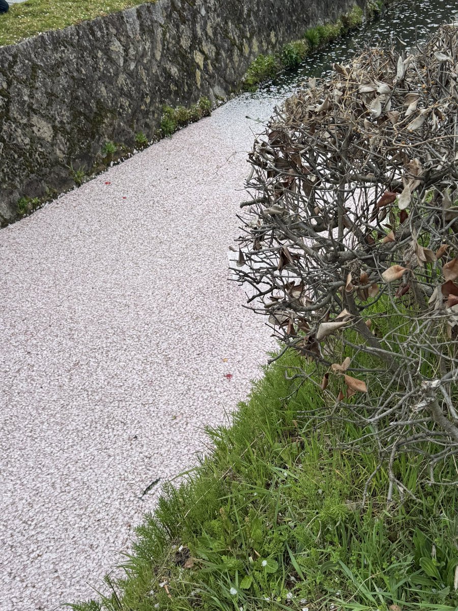 古代かわうそ❖めるた❖ 槍鯖 tweet media