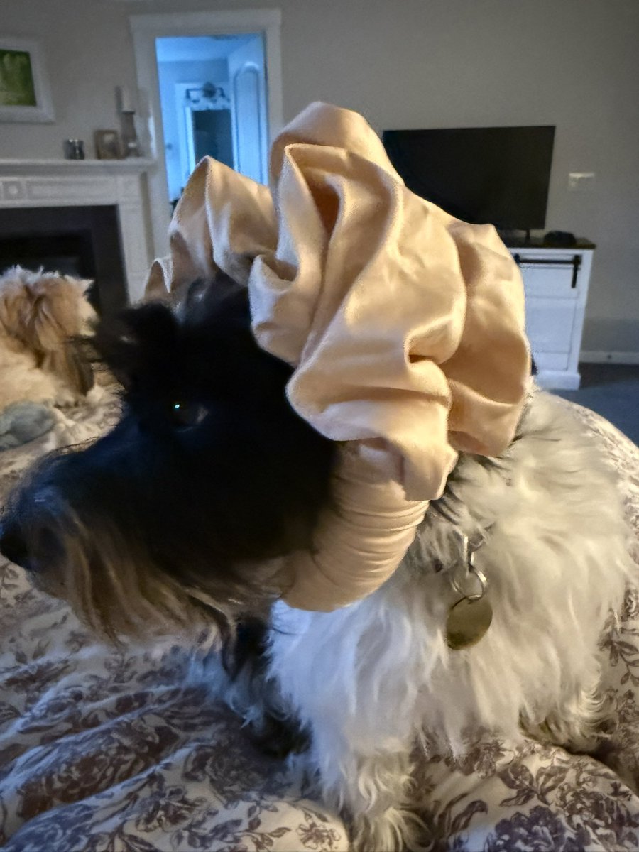 Kelly Heaps tweet media