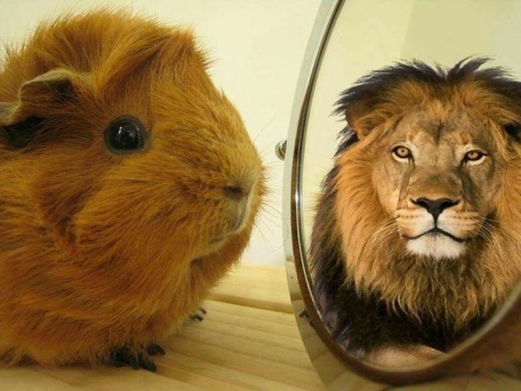 линя 🐥🍽 tweet media