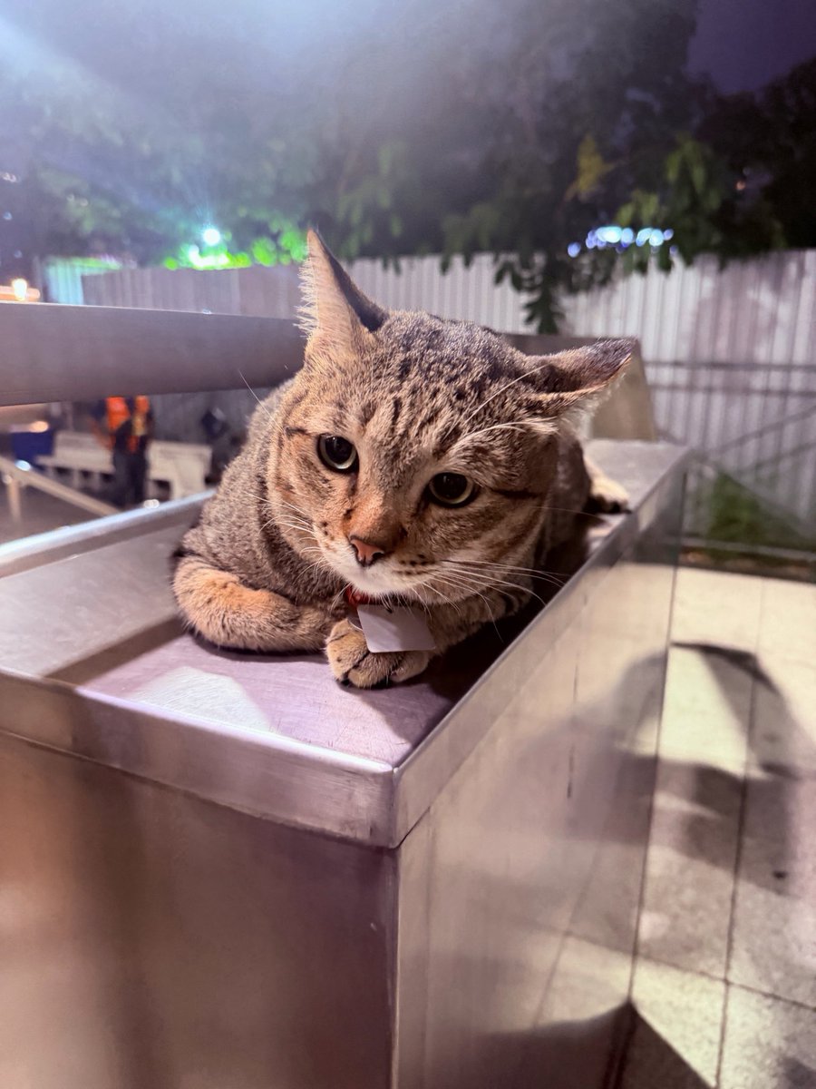 คาลิ 🌻 tweet media