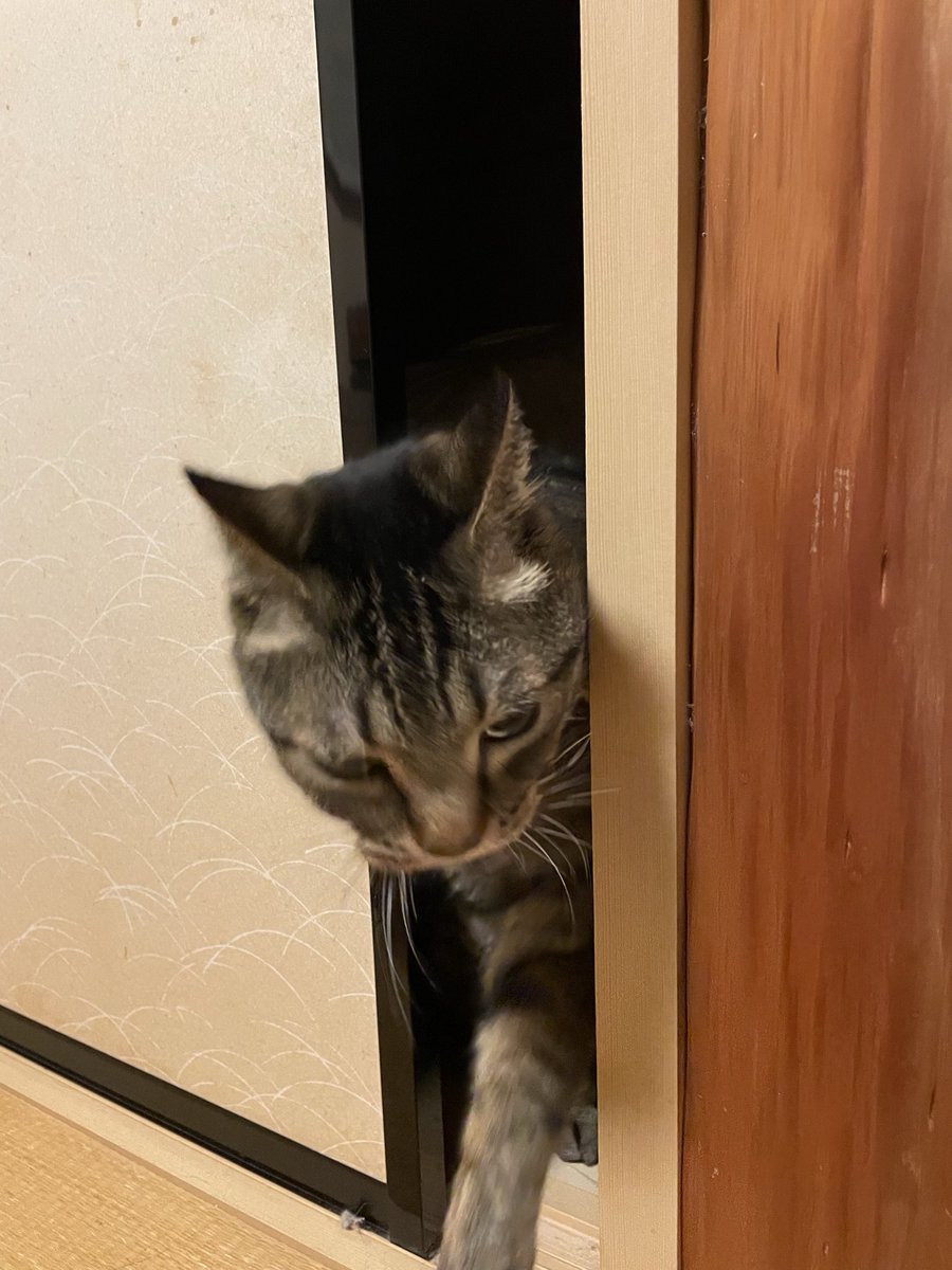 九龍霞 tweet media