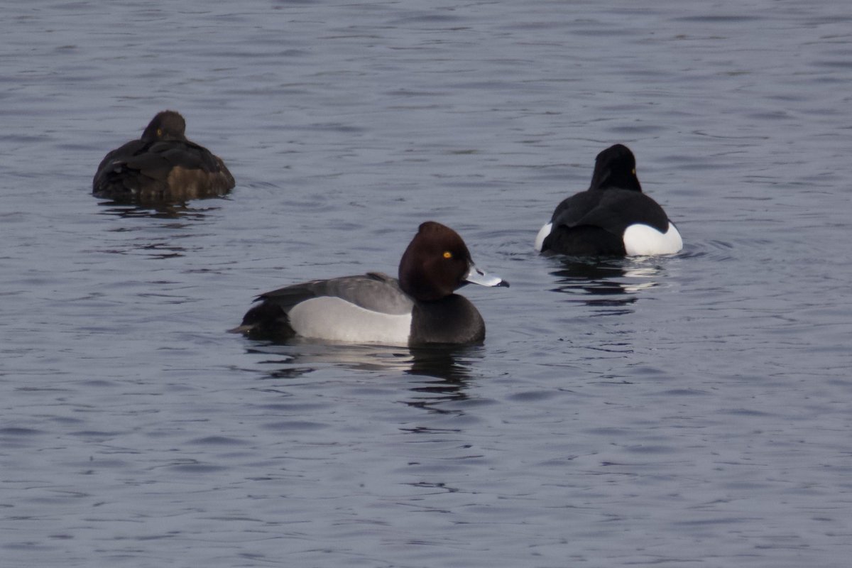 gregfjbaker's tweet photo. For general info there has been a drake Pochard x Tufted Duck hybrid at Budworth Mere ⁦@marburypatch⁩ for a couple of months now. It is NOT a Lesser Scaup. ⁦@CAWOSBirding⁩ https://t.co/GNB6YS2fp1