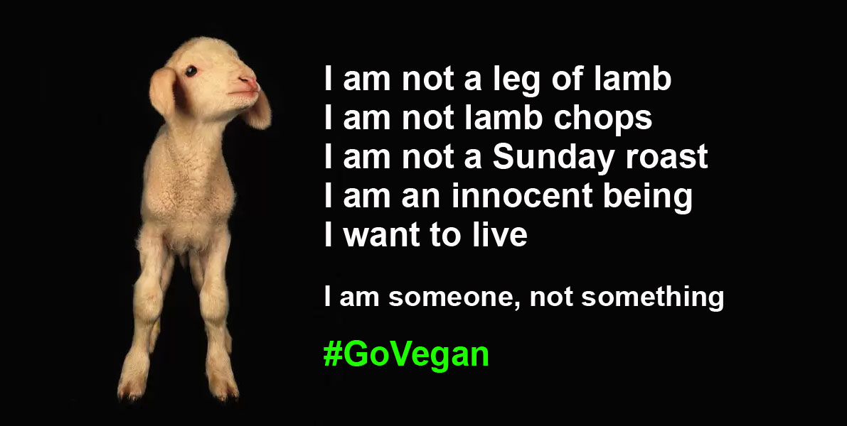 Gina Bates Ⓥ 𓃟 Pigoneer™. tweet media