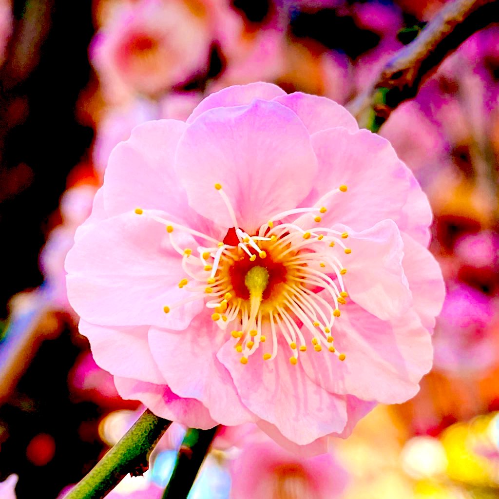 じゅんじゅんライブ情報 tweet media