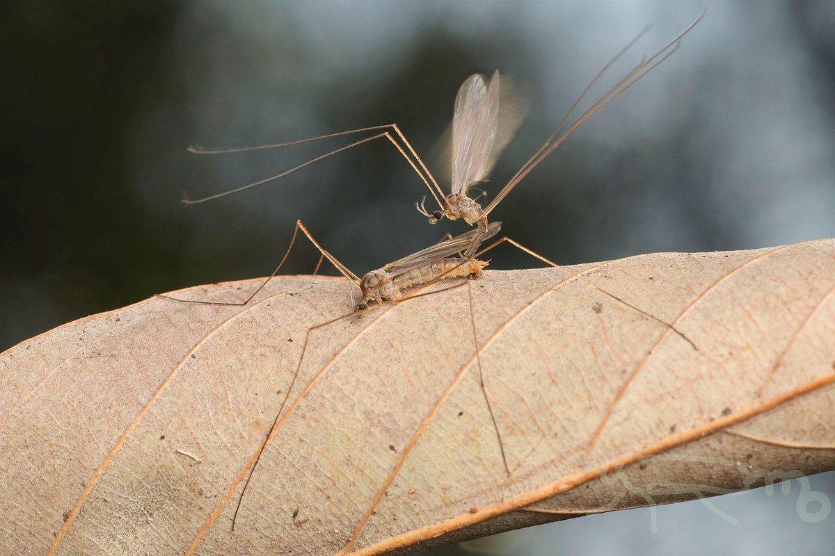 mouuuusa tweet media