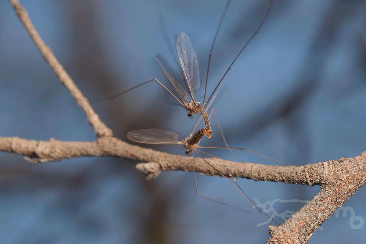 mouuuusa tweet media