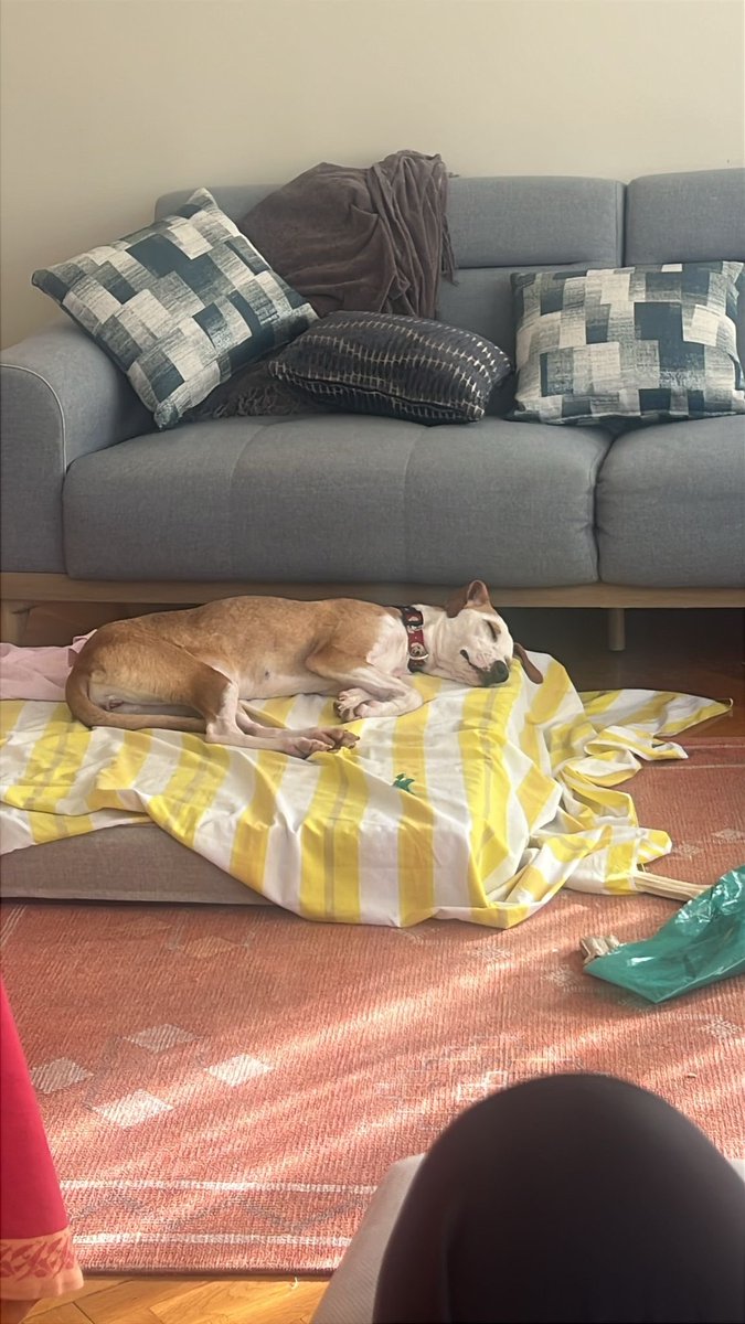 animallover tweet media