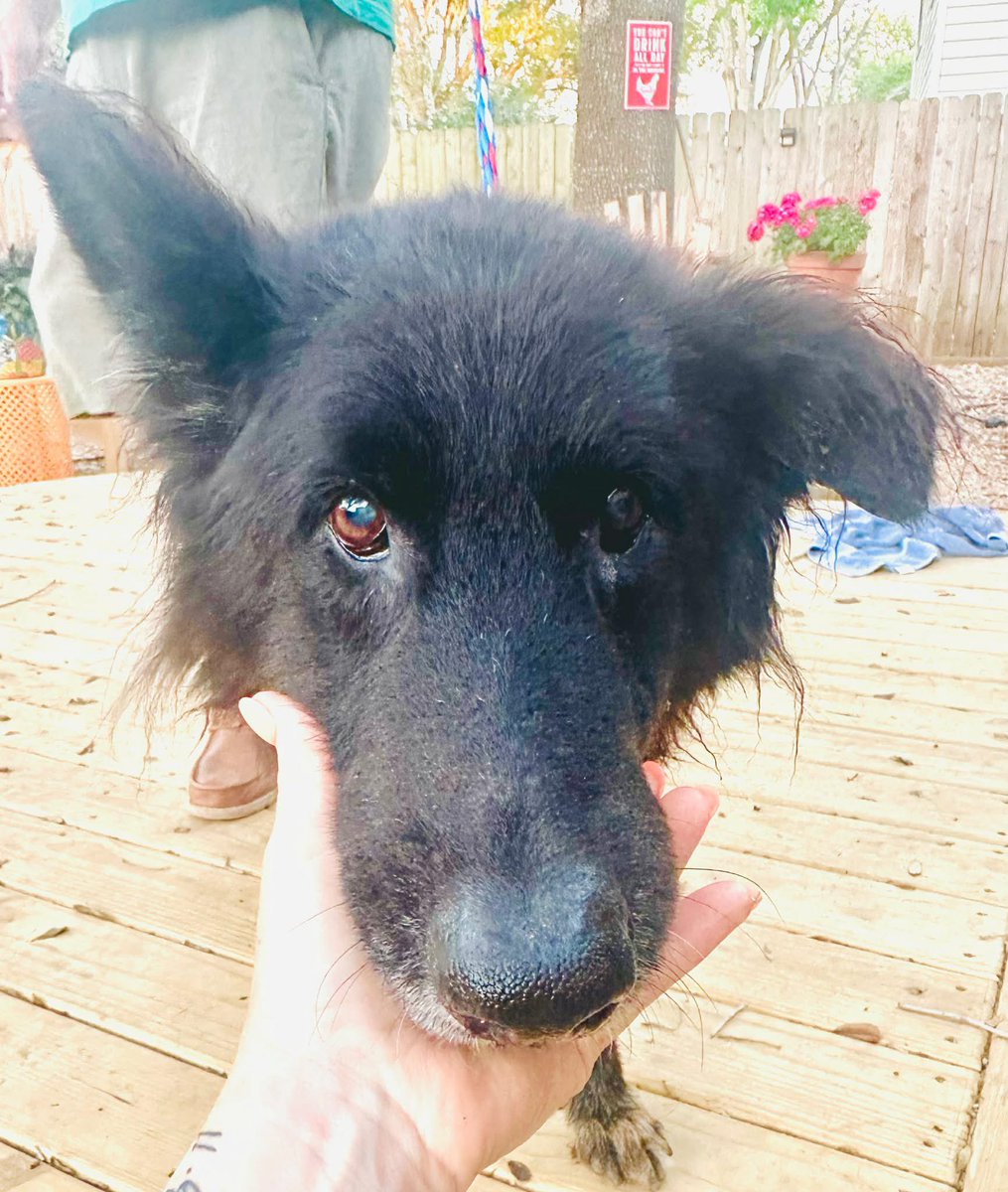 @PawsnTails4TX 🇺🇸🇺🇸🐾🐾 tweet media