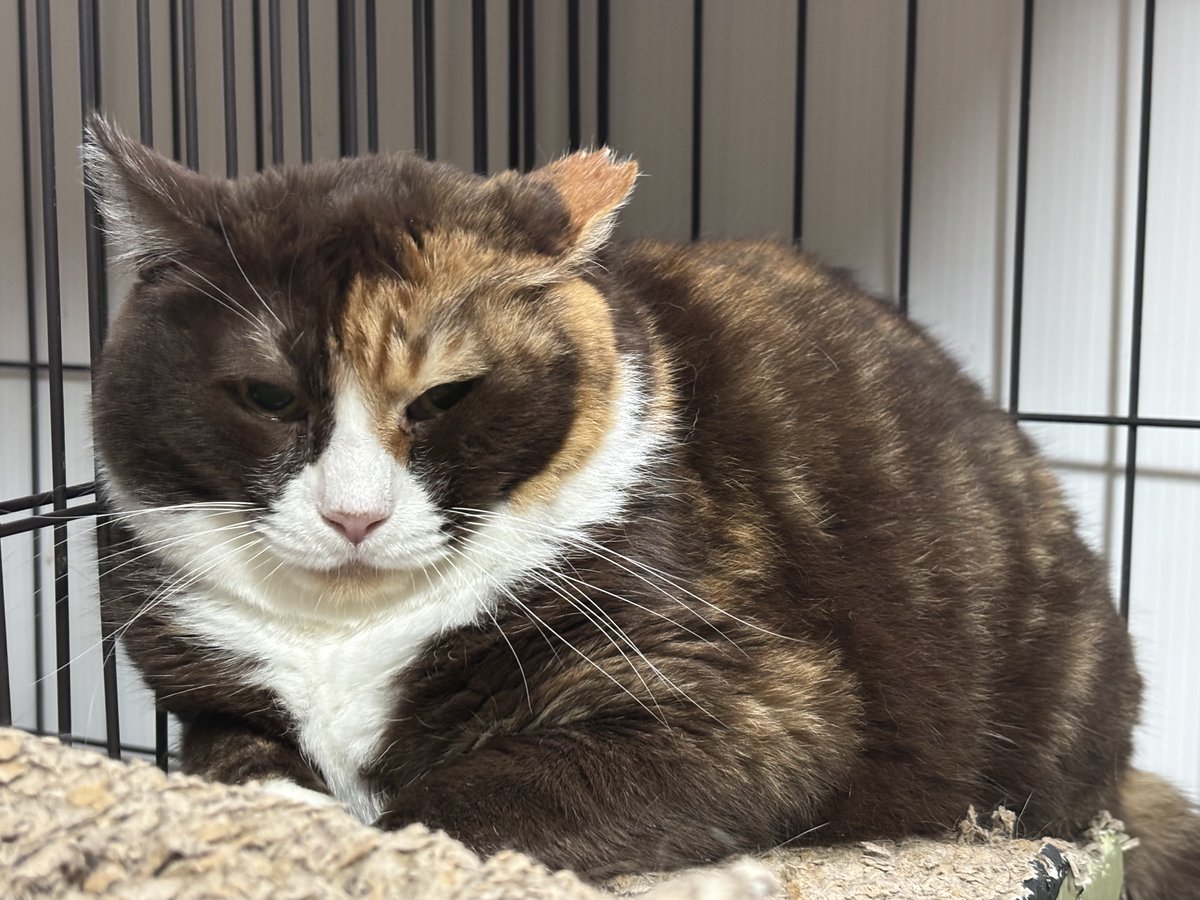 すみパン@4/12(日)譲渡会 tweet media