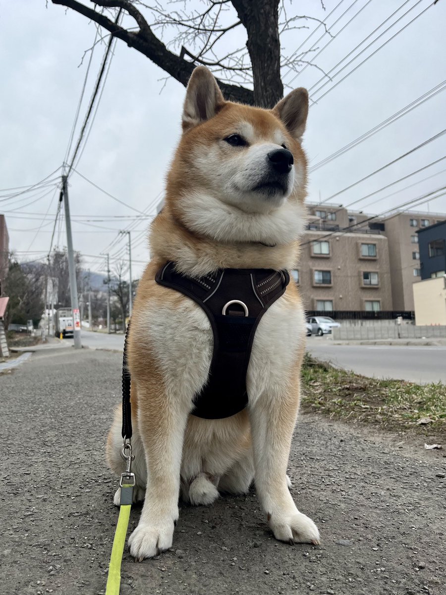 久しぶりにハーネスつけたら、タンクトップでジム帰りみたいな姿になった。