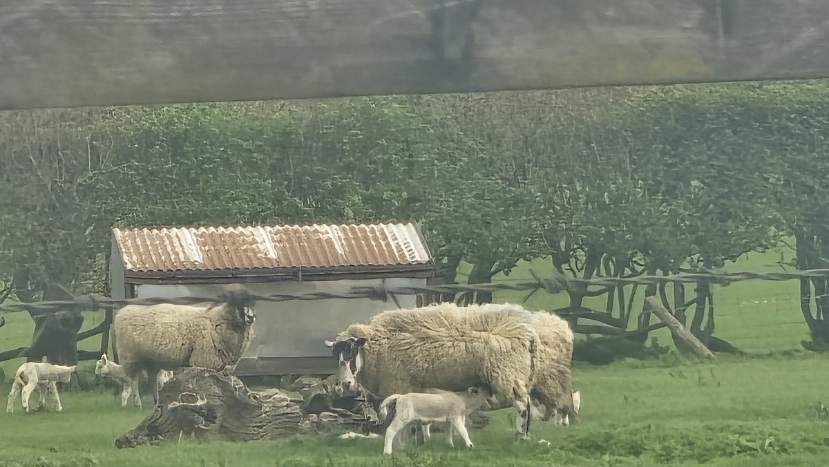 astronomy_dan's tweet photo. Stopping on the M40 Motorway π£ produced me an excellent Opportunity to Capture some Beautiful Spring Lambs with sheep π yesterday on 03/04/26. @MoonHourSocial @ThePhotoHour @BBCSpringwatch @bbcweather #springlambs #Sheep #Spring2026 #SpringIsHere #m40motorway #leomingtonspa https://t.co/GSSUQcIs3e