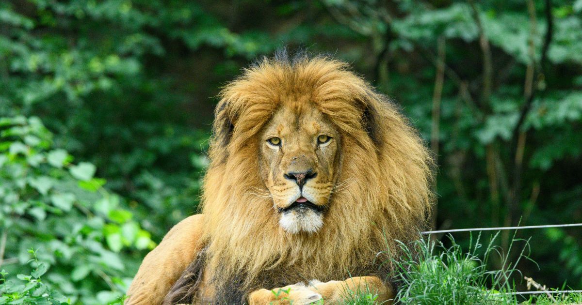 MurphyInsurance's tweet photo. One of our areaβs favorite spring traditions is back.
π¦ #OpeningDay at #SouthwicksZoo is April 11 at 10 AM. π¦
Enjoy a day of animals, fresh air, and time outdoors with family and friends.
π 2 Southwick St, #MendonMA
π https://t.co/7G0M7q9Wns
#MurphyInsurance #LocalEvents #FamilyFun