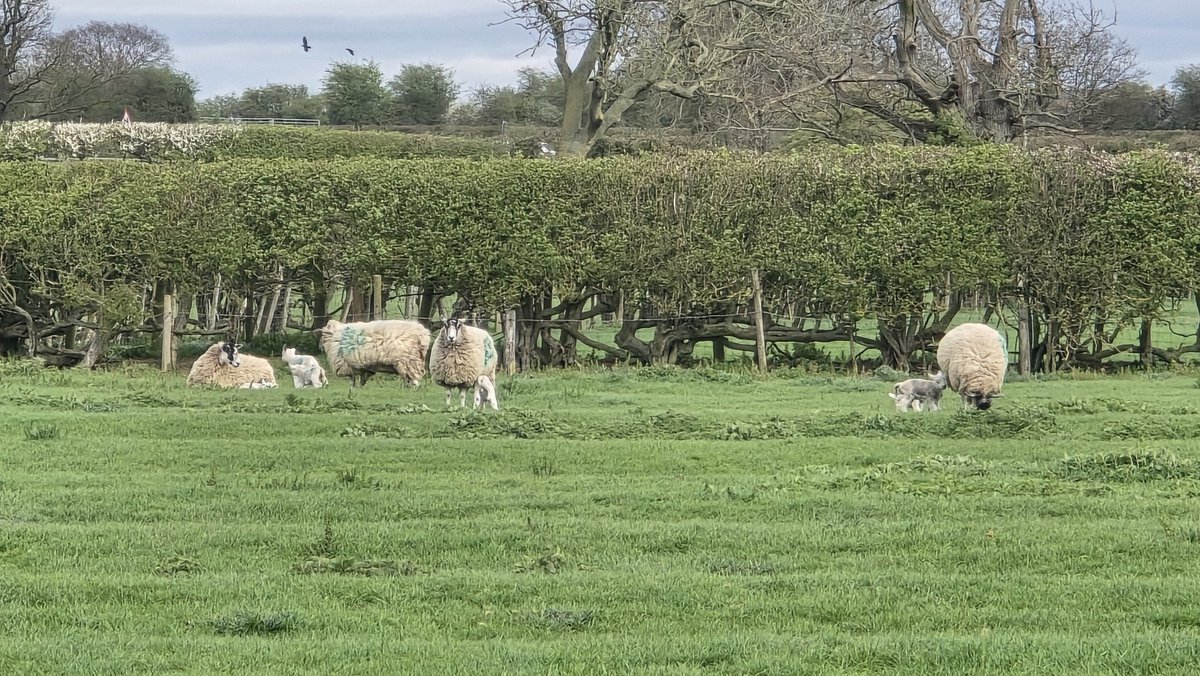 astronomy_dan's tweet photo. Stopping on the M40 Motorway π£ produced me an excellent Opportunity to Capture some Beautiful Spring Lambs with sheep π yesterday on 03/04/26. @MoonHourSocial @ThePhotoHour @BBCSpringwatch @bbcweather #springlambs #Sheep #Spring2026 #SpringIsHere #m40motorway #leomingtonspa https://t.co/GSSUQcIs3e