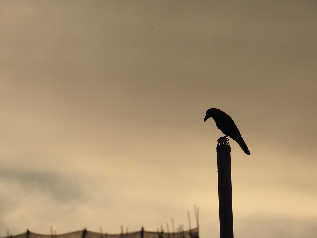 SlickClicks tweet media